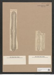 Navicula heroina D. Schum. (de-Toni-Nr.: Genus 1, Species 147) Zeichnungen Sammlung Grunow Nr. 453 (NHMW-BOT-W0366776)